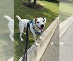 Small English Foxhound Mix