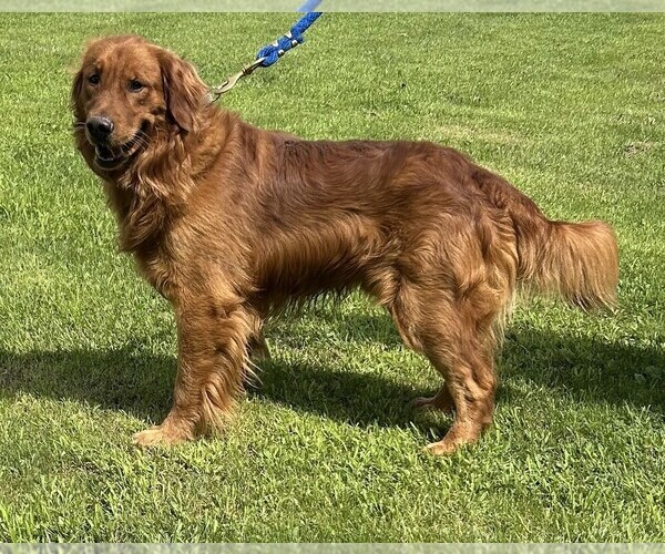 Medium Photo #1 Golden Retriever Puppy For Sale in BRADFORD, OH, USA