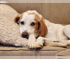 Amelia - Female American Foxhound-Unknown Mix Dog for Adoption - Photo #3