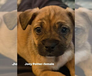 Australian Shepherd-Pug Mix Dogs for adoption in Aurora, IN, USA