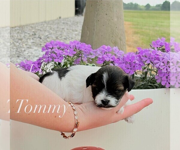 Medium Photo #2 Yorkipoo Puppy For Sale in WINNSBORO, LA, USA