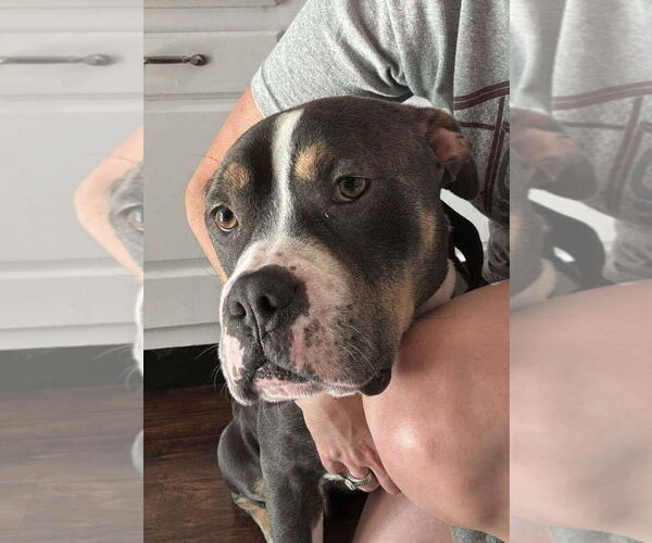 Medium Photo #14 American Pit Bull Terrier-Unknown Mix Puppy For Sale in Germantown, OH, USA