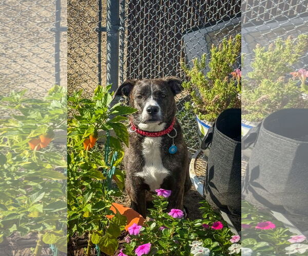 Medium Photo #7 American Pit Bull Terrier-Labrador Retriever Mix Puppy For Sale in San Diego, CA, USA