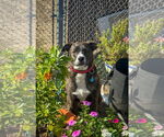 Small #6 American Pit Bull Terrier-Labrador Retriever Mix