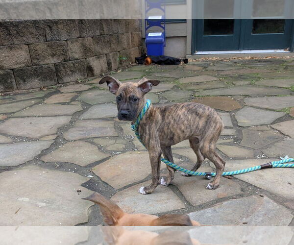 Medium Photo #4 Boxer-Unknown Mix Puppy For Sale in Belleuve, NE, USA