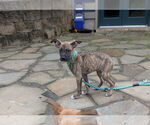 Small #3 Boxer Mix