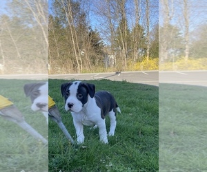 American Bully Puppy for sale in NAUGATUCK, CT, USA