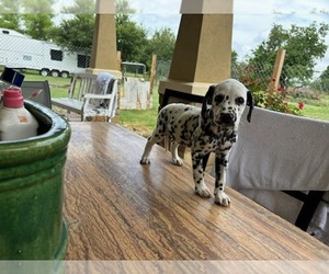 Dalmatian Puppy for Sale in AUSTIN, Texas USA