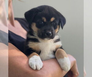 Bernese Mountain Dog-Unknown Mix Dogs for adoption in Dana Point, CA, USA