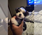 Puppy Puppy 5 Biewer Yorkie