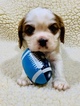 Small Photo #8 Cavalier King Charles Spaniel Puppy For Sale in LEICESTER, NC, USA