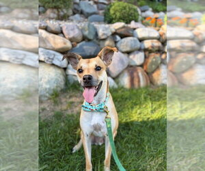 Blake-in a foster home - Male Mutt Dog for Adoption - Photo #3