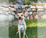 Small Photo #3 Mutt Puppy For Sale in South Bend, IN, USA