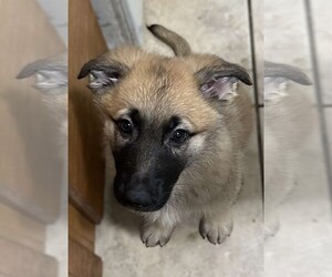 German Shepherd Dog Puppy for sale in COLORADO SPRINGS, CO, USA