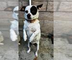 ZIPPER - Male Chihuahua Dog for Adoption - Small photo