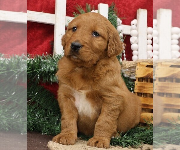 Medium Photo #13 Golden Irish Puppy For Sale in JONES, MI, USA