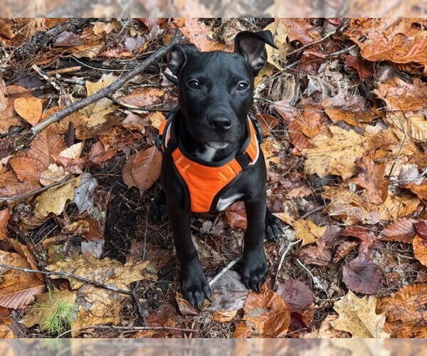 Medium Photo #11 American Pit Bull Terrier-Labrador Retriever Mix Puppy For Sale in Brewster, NY, USA