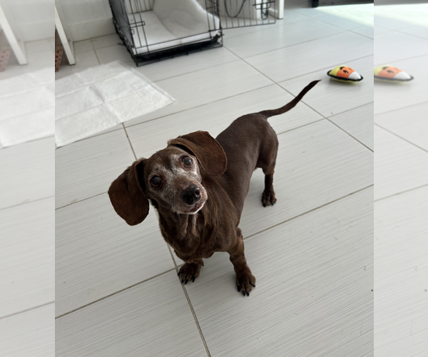 Medium Photo #3 Dachshund Puppy For Sale in Weston, FL, USA