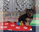 Small #1 Yorkshire Terrier