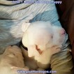 Small Photo #239 Dogo Argentino Puppy For Sale in JANE, MO, USA