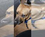 Small #7 Boxer Mix
