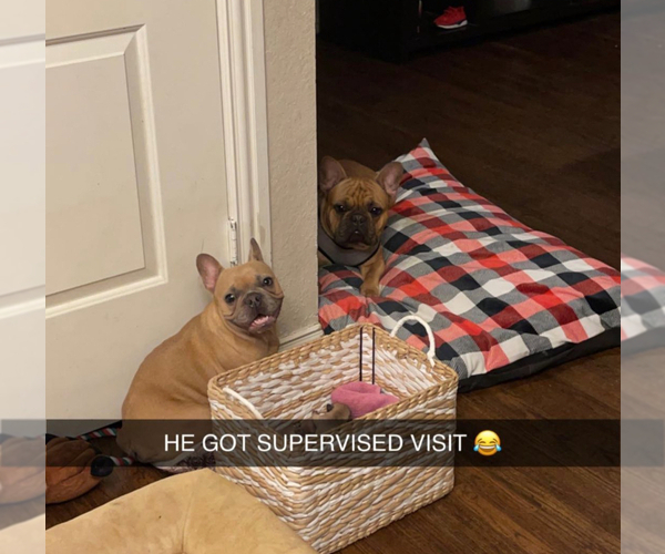 Medium Photo #1 French Bulldog Puppy For Sale in FORT WORTH, TX, USA