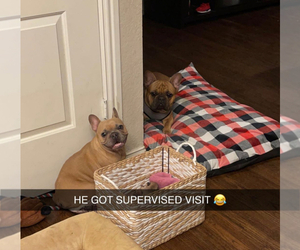 Mother of the French Bulldog puppies born on 04/01/2025