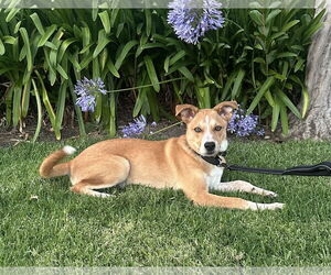Mutt Dogs for adoption in Menifee, CA, USA