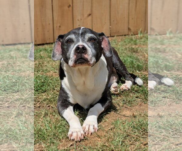 Medium Photo #1 American Pit Bull Terrier-Unknown Mix Puppy For Sale in Lexington, SC, USA