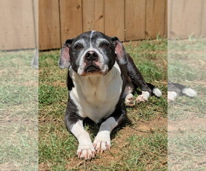 Harlan - Male American Pit Bull Terrier-Unknown Mix Dog for Adoption