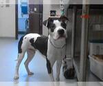 Small American Pit Bull Terrier Mix