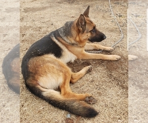 Mother of the German Shepherd Dog puppies born on 07/14/2019