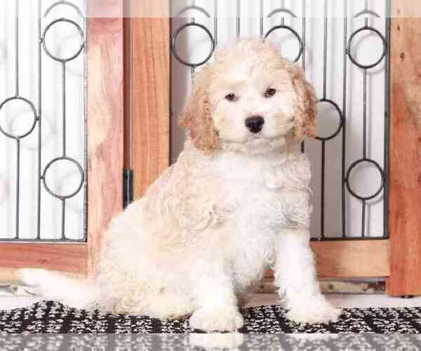 Medium Photo #1 Cavapoo Puppy For Sale in NAPLES, FL, USA