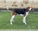 Small #1 Treeing Walker Coonhound