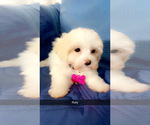 Small Photo #20 Maltipoo (Miniature) Puppy For Sale in HIGH POINT, NC, USA