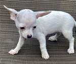 Small Photo #8 Chihuahua Puppy For Sale in LEBANON, NJ, USA