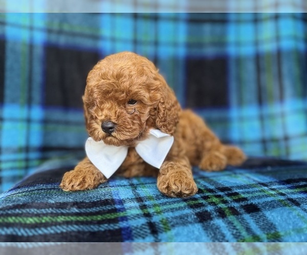 Medium Photo #6 Cavapoo (Miniature) Puppy For Sale in LAKELAND, FL, USA