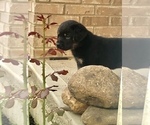 Small Photo #6 Rottweiler Puppy For Sale in MOUNT ORAB, OH, USA