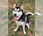 Small #1 Siberian Husky
