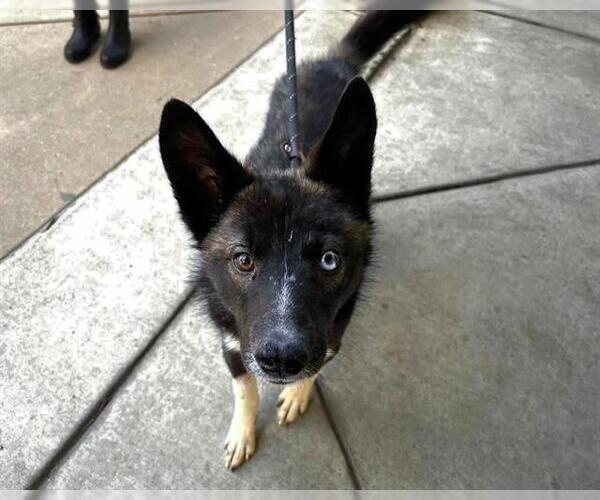 Medium Photo #2 Siberian Husky-Unknown Mix Puppy For Sale in Martinez, CA, USA