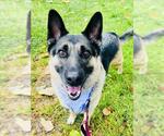 Small #3 German Shepherd Dog