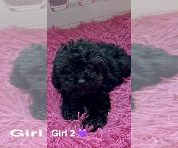 Medium Photo #1 Maltipoo (Toy) Puppy For Sale in BURLINGAME, CA, USA