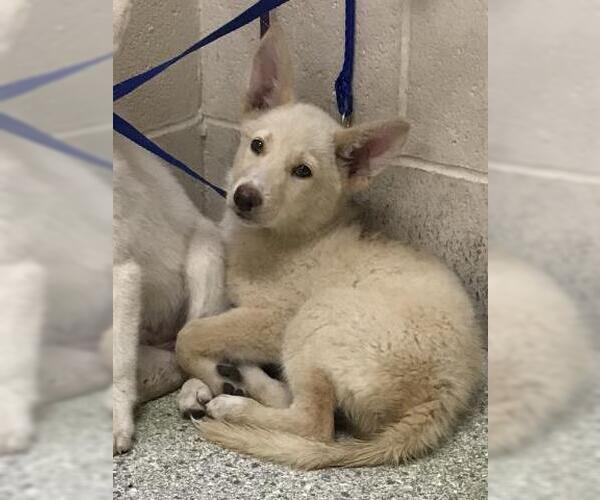 Medium Photo #1 German Shepherd Dog Puppy For Sale in Conroe, TX, USA