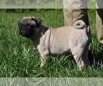 Image preview for Ad Listing. Nickname: Blanche