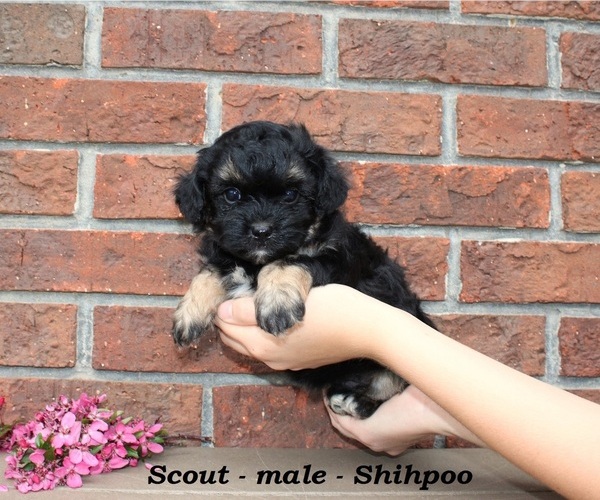 Medium Photo #2 Shih-Poo Puppy For Sale in CLARKRANGE, TN, USA