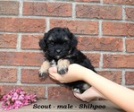 Small #1 Shih-Poo