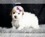 Small Photo #108 Maltipoo Puppy For Sale in WARSAW, IN, USA