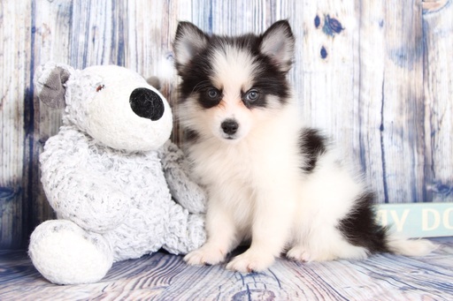 Medium Photo #1 Pomsky Puppy For Sale in NAPLES, FL, USA
