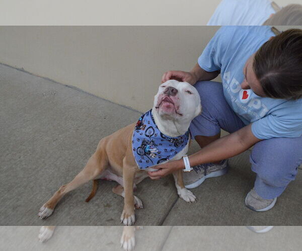 Medium Photo #2 American Pit Bull Terrier-Unknown Mix Puppy For Sale in McKinney, TX, USA