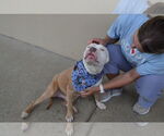 Small #1 American Pit Bull Terrier Mix